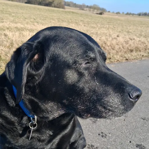 creator Lucy_the_Lab's avatar