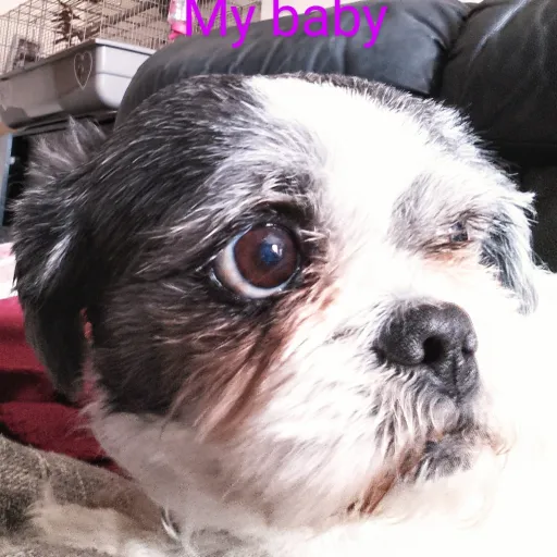 creator I LOVE MY DOG 🐶 57's avatar