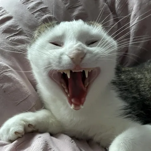creator thAt oNe cAtlOVer's avatar