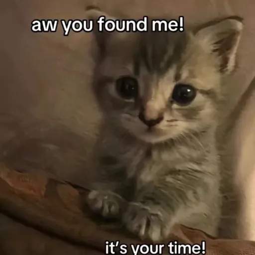 creator i love cats so muc's avatar