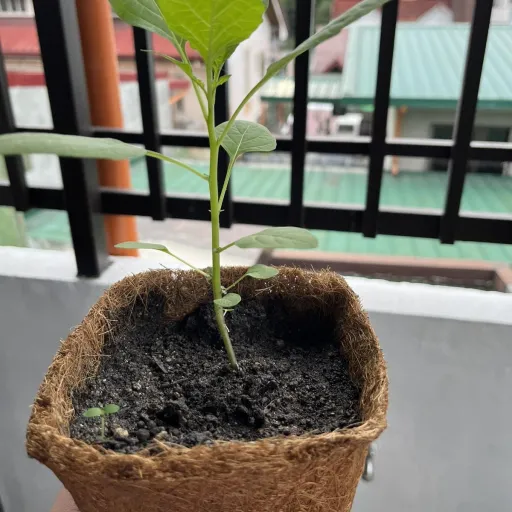 creator Plant :D's avatar