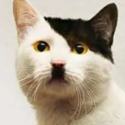 creator HITLER69's avatar