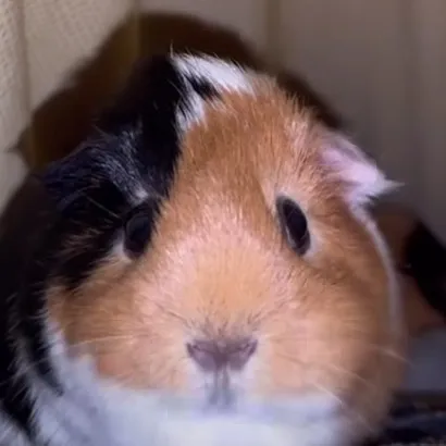 creator DeadlyPork's avatar