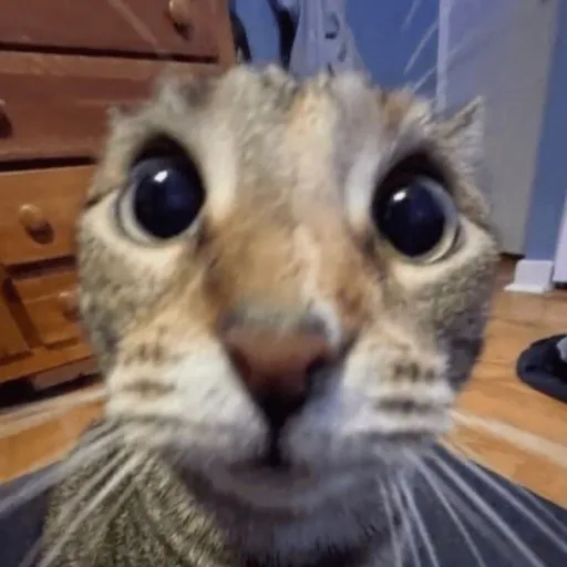 creator Cat the cool's avatar