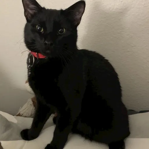 creator Cat personality's avatar