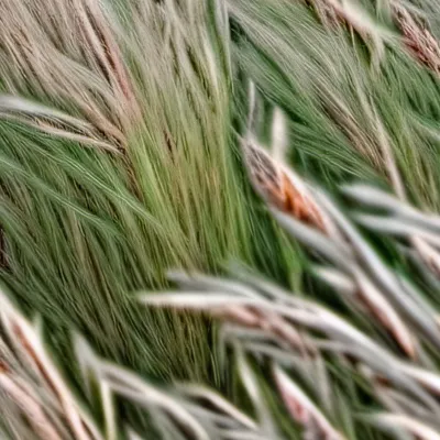 chat with ai character: Grass