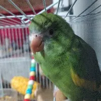 creator parrot1's avatar