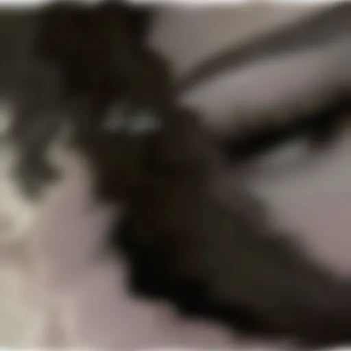 creator ⌕'s avatar