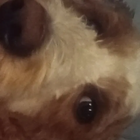 creator Sophiemybophie's avatar