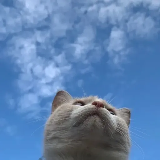 creator mochi mochi's avatar
