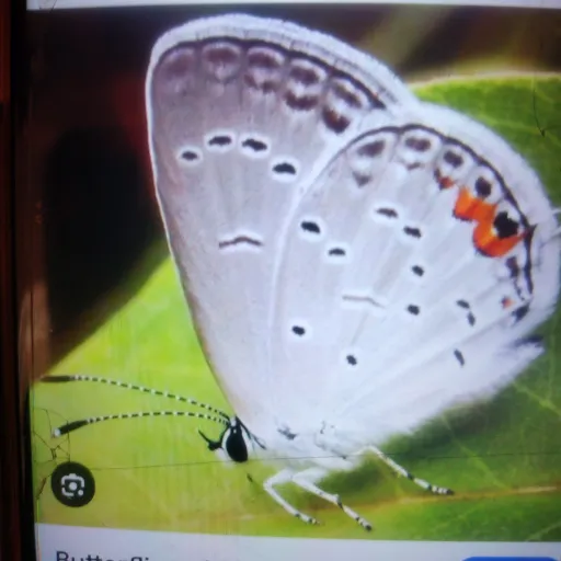 creator Butterfly Moth's avatar