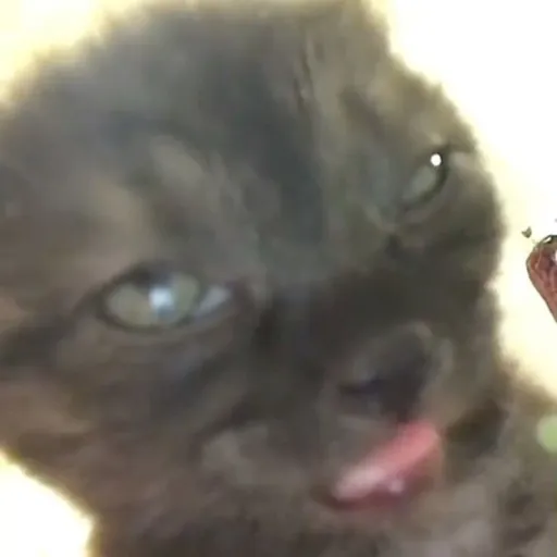 creator ~•` Haiko ’•~'s avatar