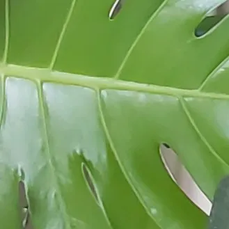 creator Addictedtoplants's avatar