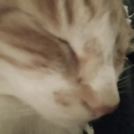 creator ♡☆kittycats☆♡'s avatar