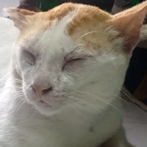 creator ~Meowie~'s avatar