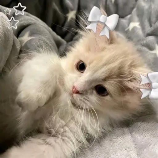 creator RANDOM CAT--'s avatar