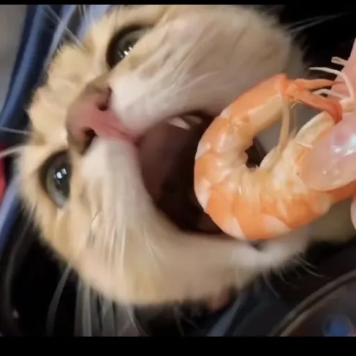 creator shrimp cat's avatar