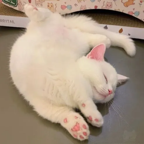 creator Little.cubbie's avatar