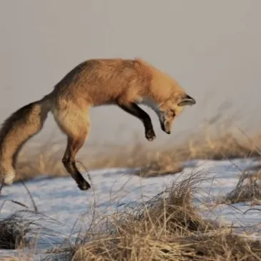 creator -fox lover-'s avatar