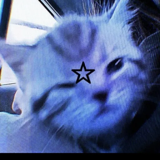 creator MeowyEgon😘😘's avatar