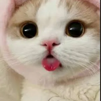 creator kitty mitty's avatar