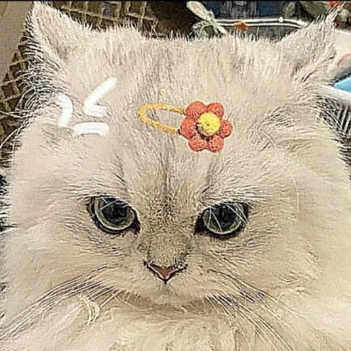 creator SyazaAiyani_'s avatar