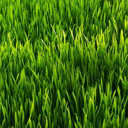 creator TottalyNotGrass's avatar