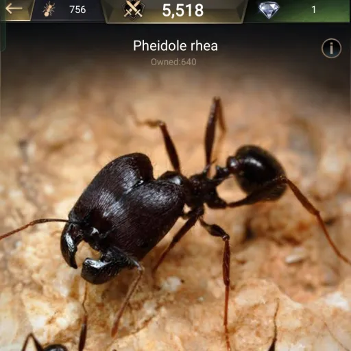 creator pheidole rhea's avatar