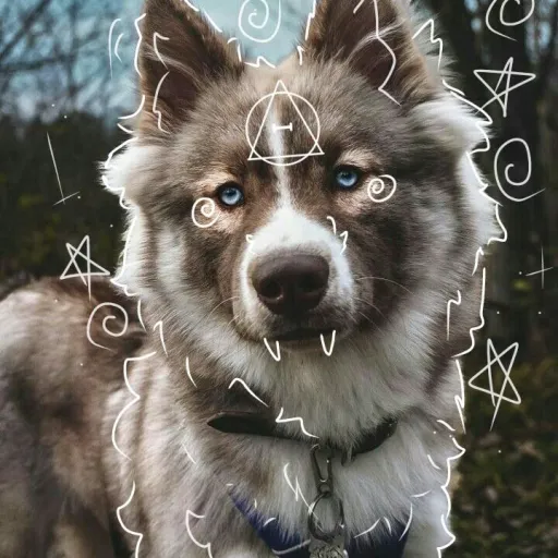 creator Zeyn..'s avatar