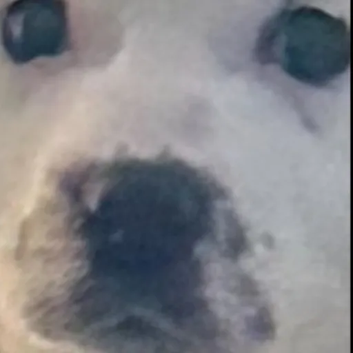 creator Mydogis_adorable76's avatar