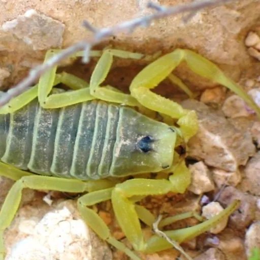 creator Scorpion→Ace's avatar