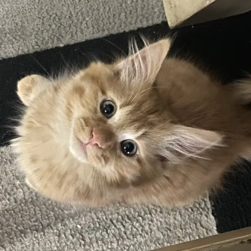 creator I❤️MY CAT's avatar