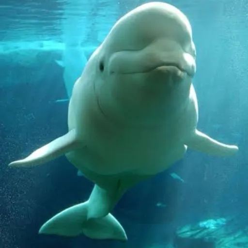 creator mr beluga whale's avatar