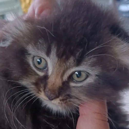 creator jaden meow's avatar