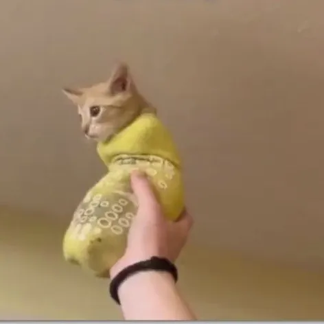 creator CATSOCKFOREVER!'s avatar