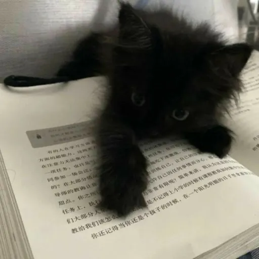 creator Talkior~kitty's avatar