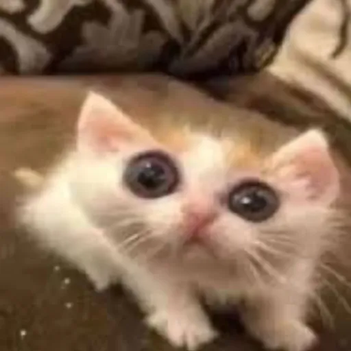 creator That one guy 😼's avatar