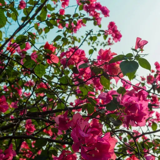 creator Flowerlover123's avatar
