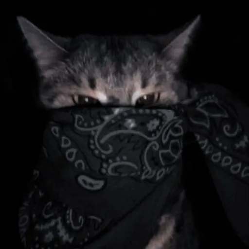 creator nymz's avatar