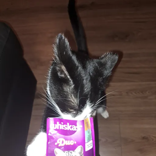 creator food addicted cat🌟's avatar