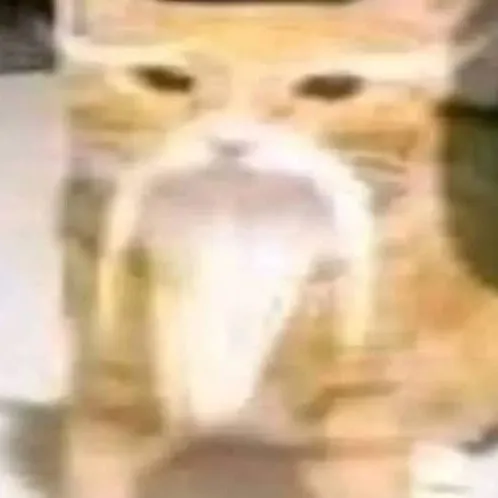creator kung fu cat's avatar