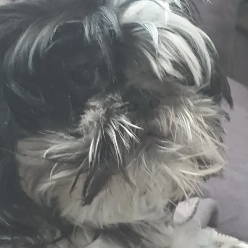 creator lilydog's avatar