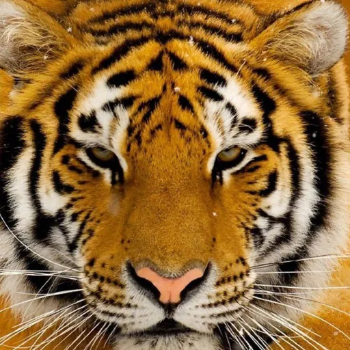 creator thewhitetiger's avatar