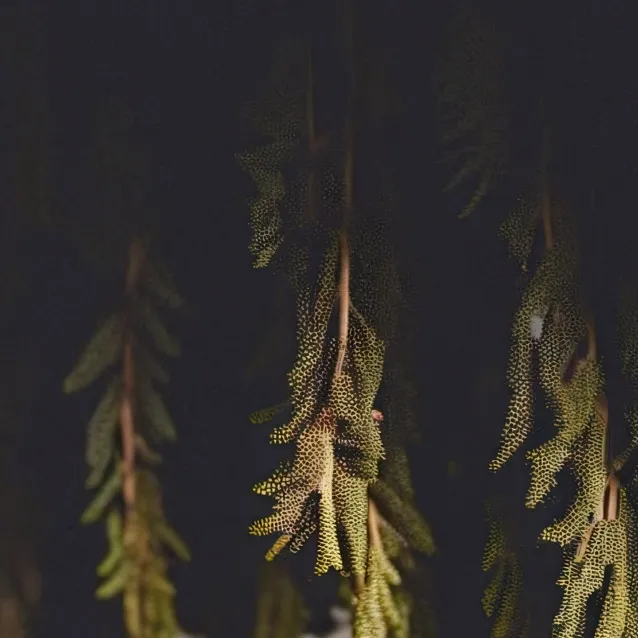 chat with ai character: kris 