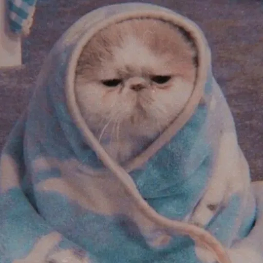 creator pookie cat's avatar