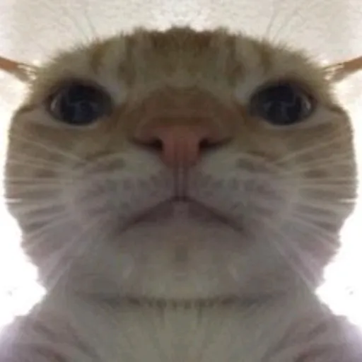 creator Dabiiiiii's avatar