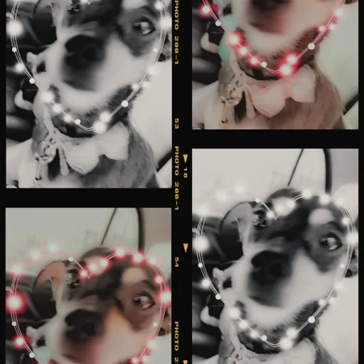 creator Roxychinamomgracut's avatar