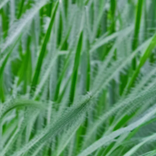 chat with ai character: Grass. 
