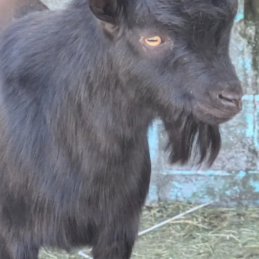 creator i love goat's's avatar
