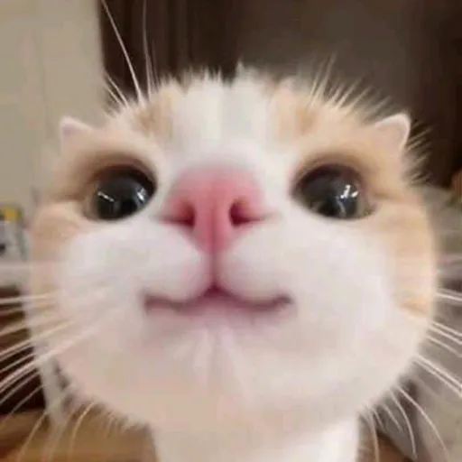 creator cutie pie113's avatar